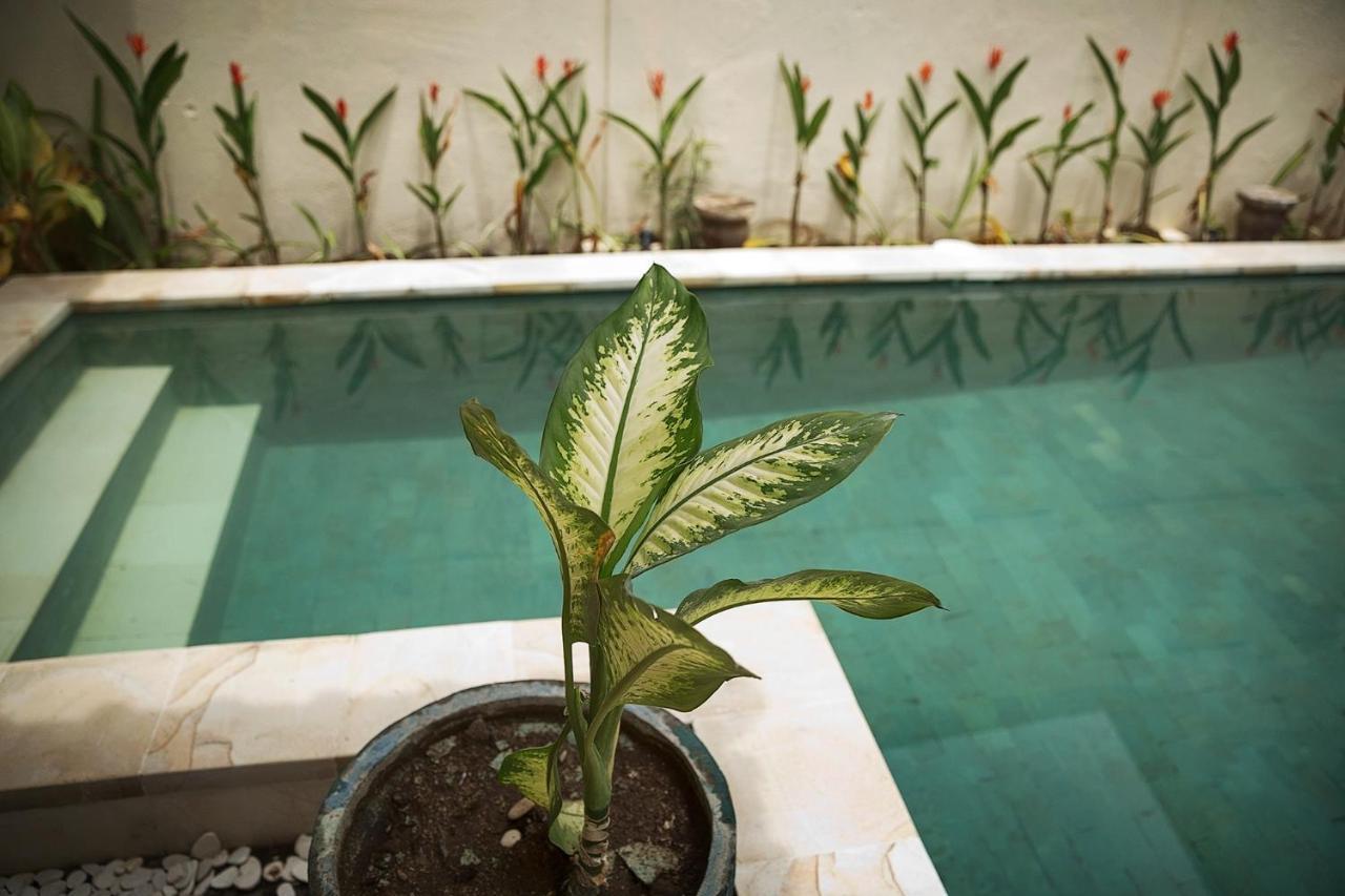 Papaya Villa Sanur Dış mekan fotoğraf